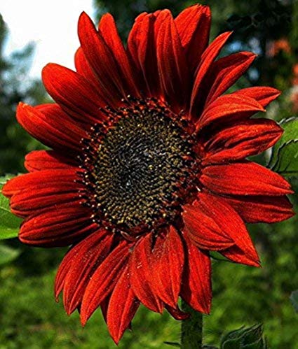 Helianthus annus