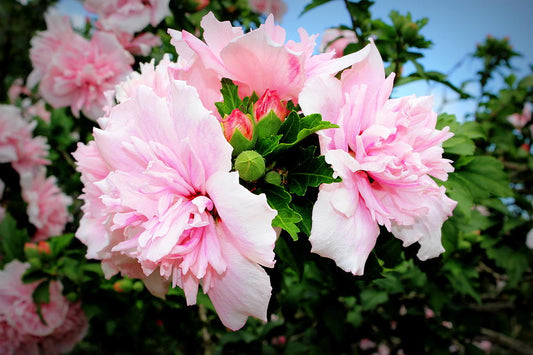 Hibiscus Mutabilis