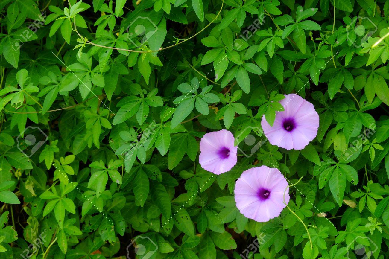 Ipomoea cairica