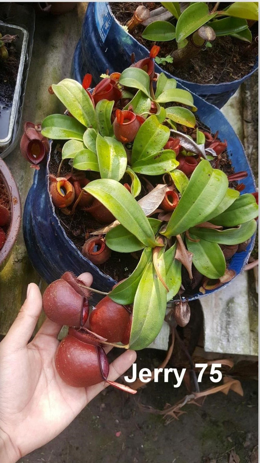 Nepenthes Jerry 75 x Kam Pot