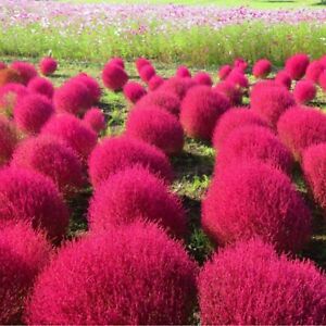 Kochia scoparia red