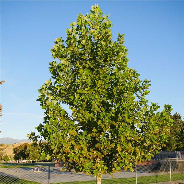 Liriodendron tulipifera