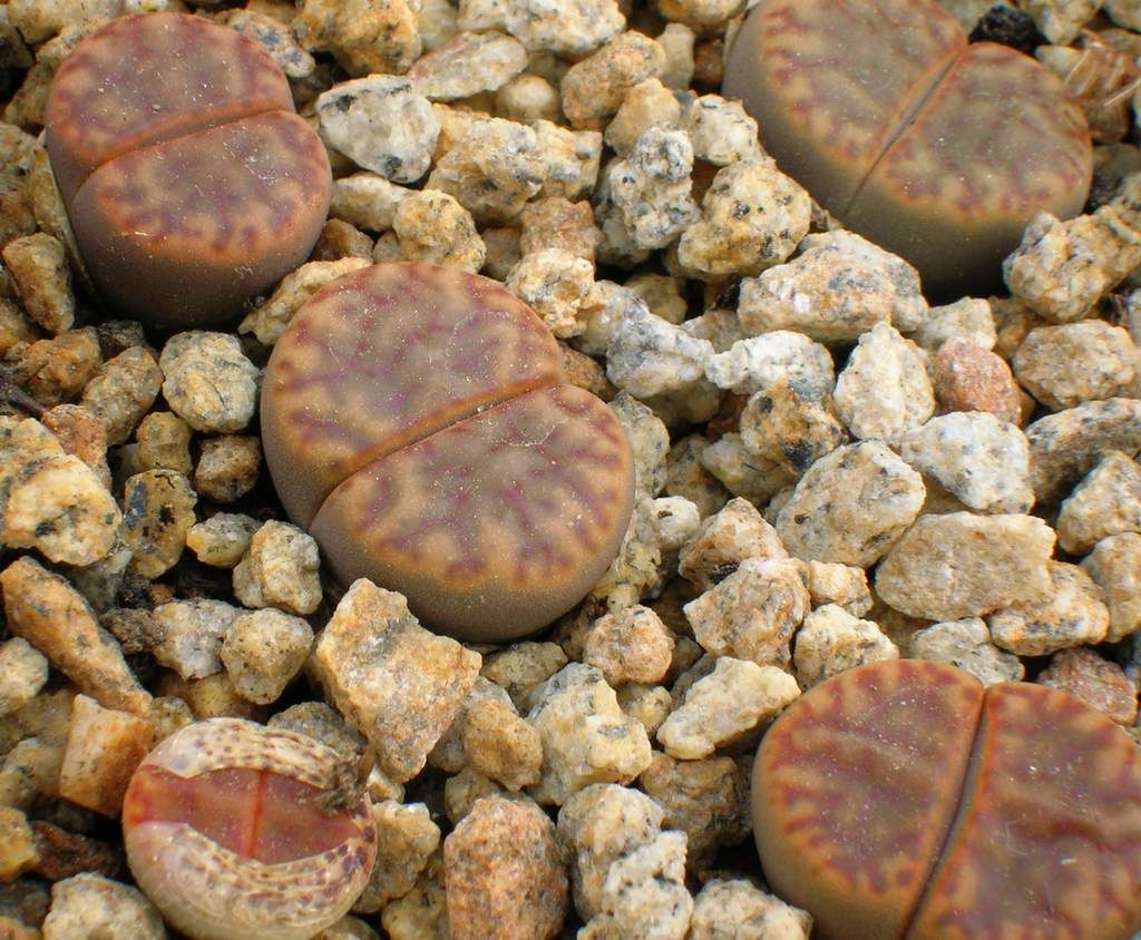 Lithops Bromfeildii C41