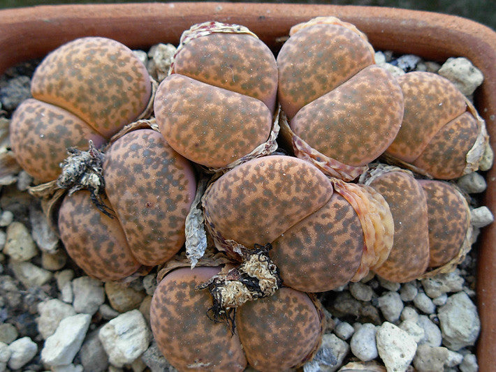Lithops bromfeildii var graudinae