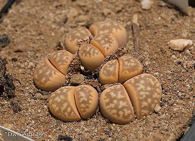 Lithops marmorata var. marmorata