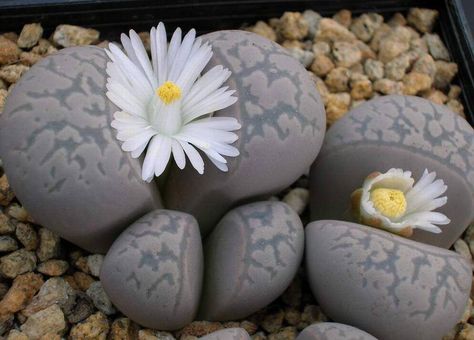 Lithops marmorata var. elisae