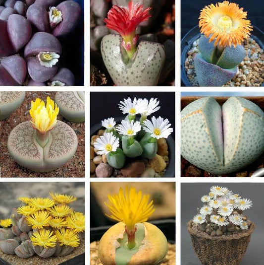 Lithops pseudotruncatella mix