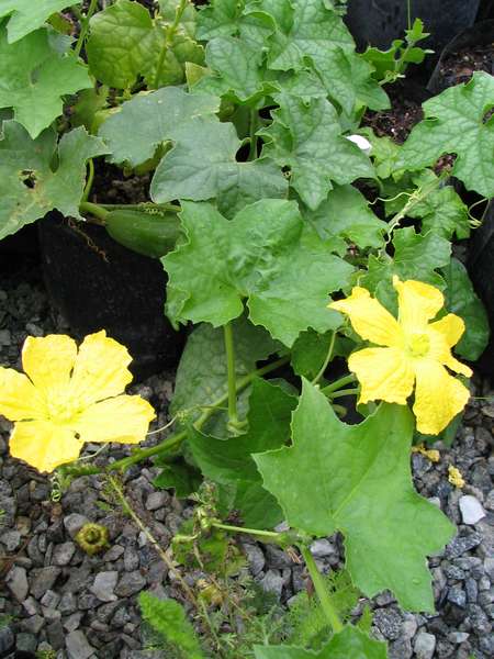 Luffa Cylindrica-luffa sponge