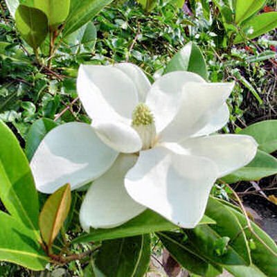Magnolia grandiflora