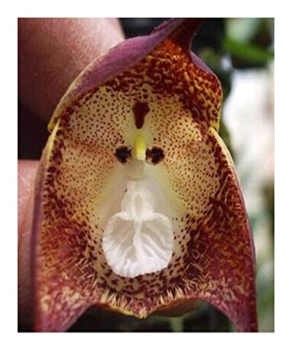 Orchid Monkey Face Purple dots.