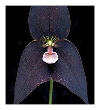 Orchid Monkey Face Black