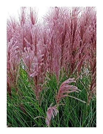 Miscanthus sinensis New Hybrids