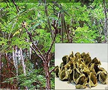 Moringa oleifera