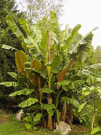 Musa sikkimensis
