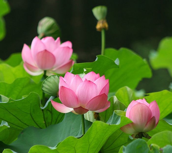Nelumbo nucifera-water lily