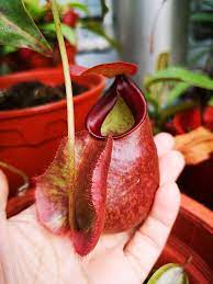 Nepenthes Viking x Amp x Raff