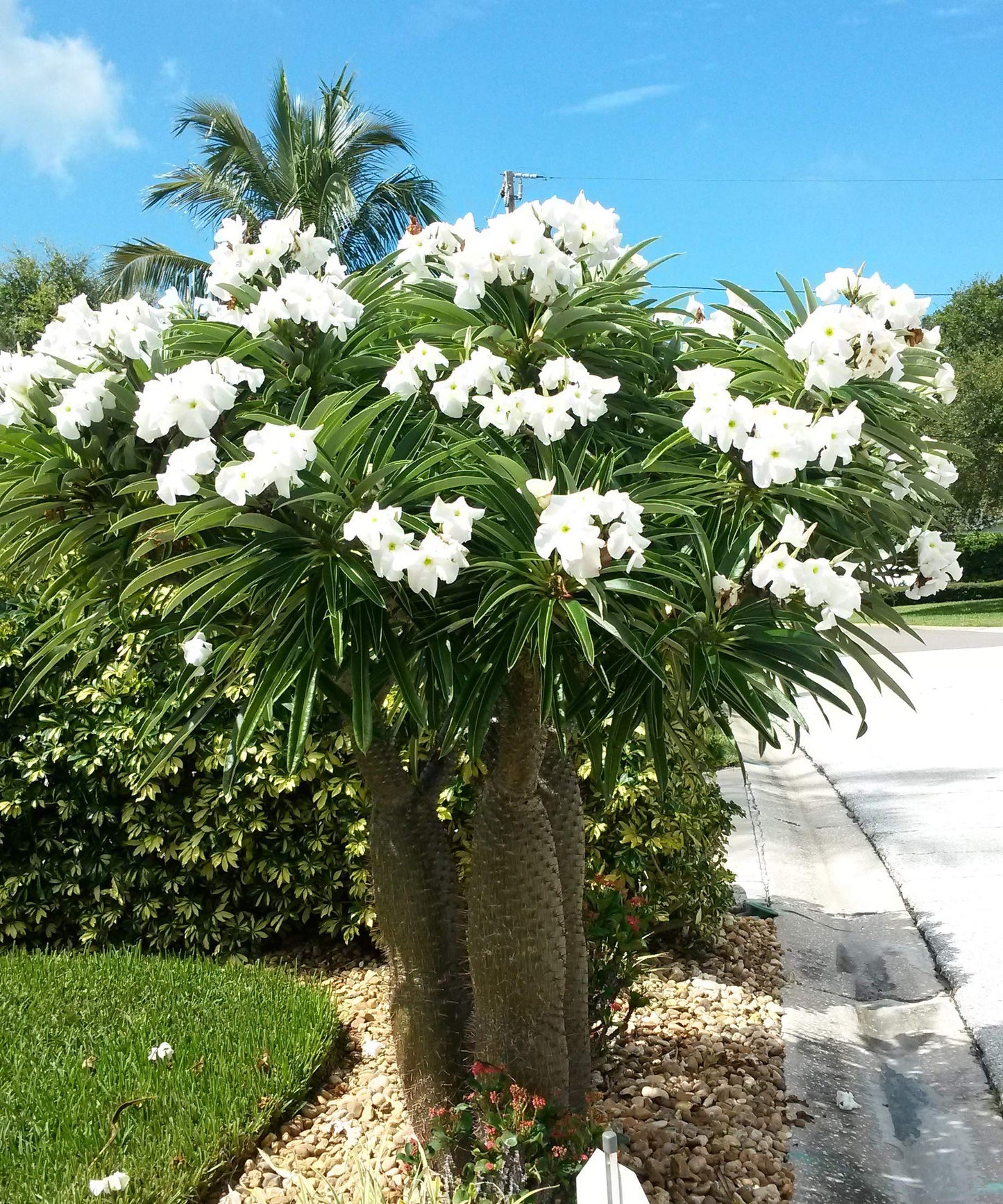 Pachypodium lamerei,