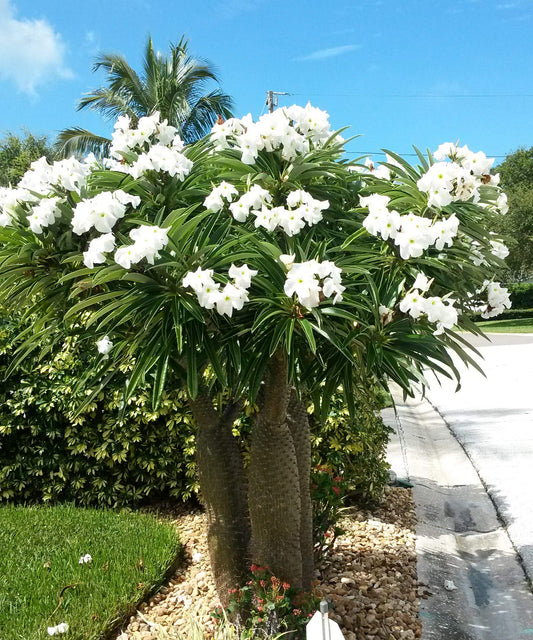 Pachypodium lamerei,