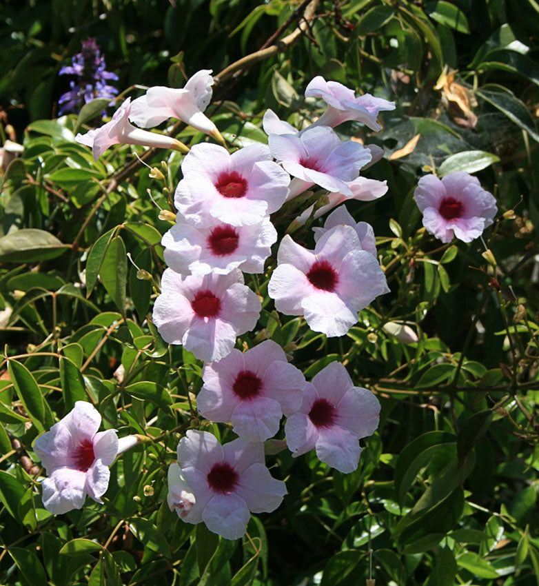 Pandorea jasminoides