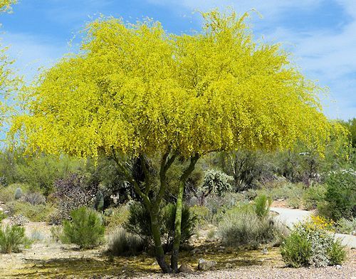 Parkinsonia aculeata-The Jerusalem thorn