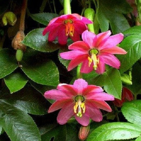 Passiflora Mollissima