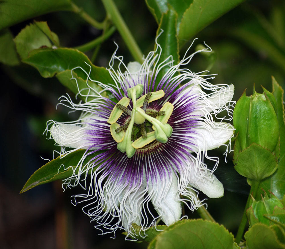 Passiflora Edulis- passion friut