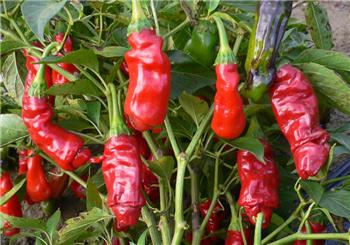 Chilli Peter Pepper Red