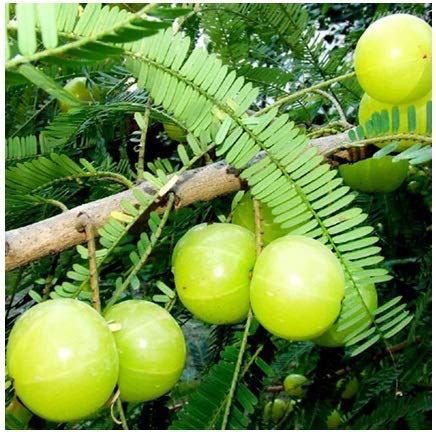 Phyllanthus emblica