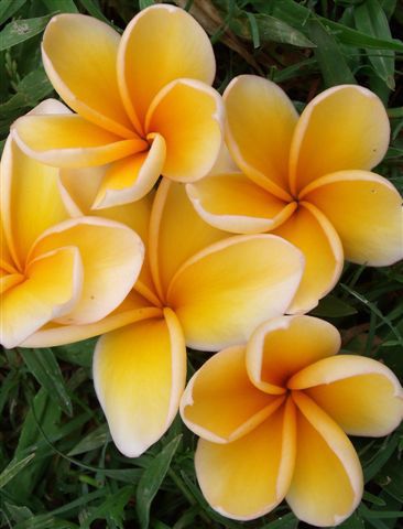 Plumeria Bali Gold