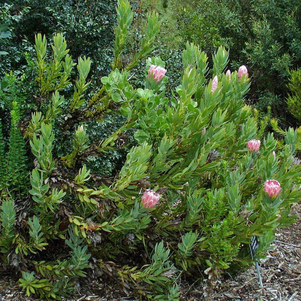Protea compacta-Bot Ricer