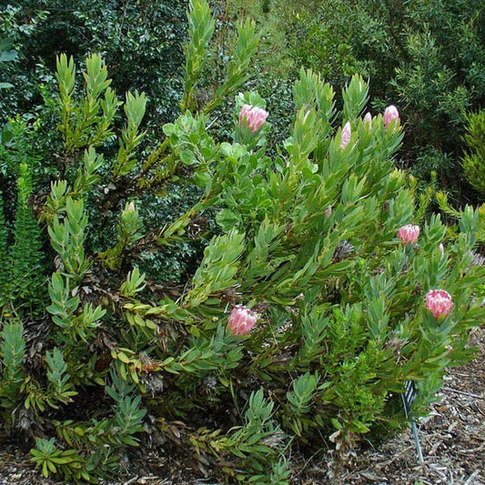 Protea compacta-Bot Ricer