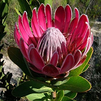 Protea compacta-Bot Ricer