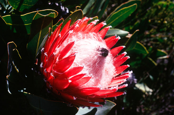 Protea magnifica