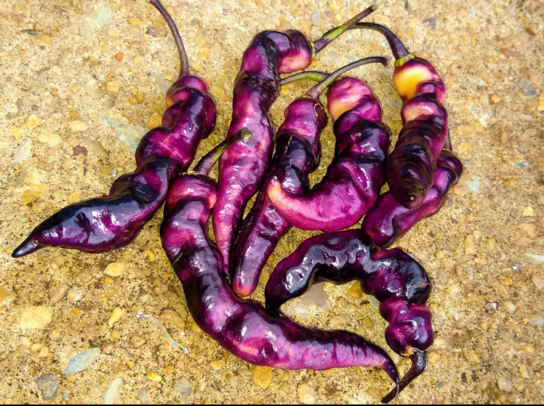 Chilli Purple Peach