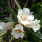 Rothmannia globosa gardenia tree