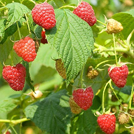 Rubus idaeus red raspberry