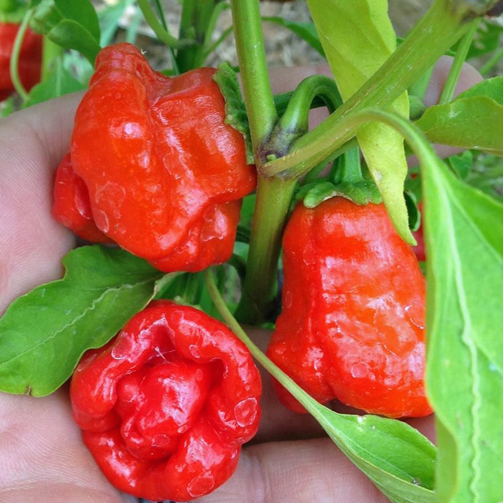 Chili Scotch Bonnet