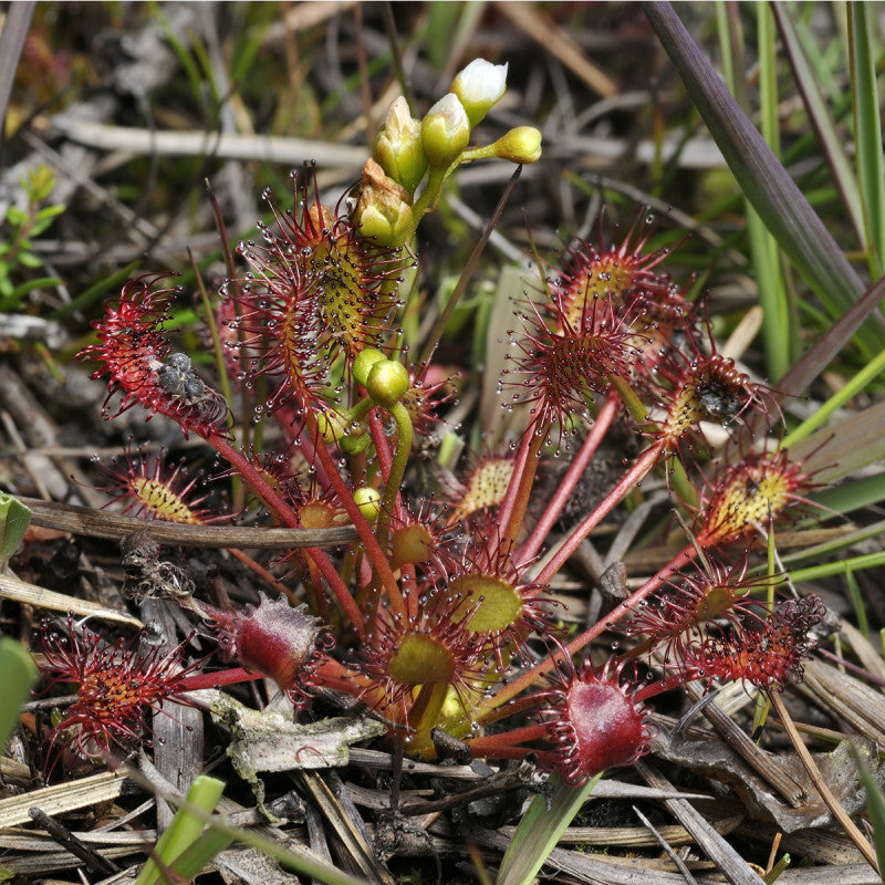Drosera intermedia Europe