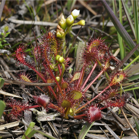 Drosera intermedia Europe