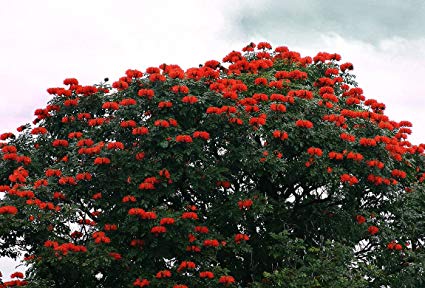 Spathodea campanulata