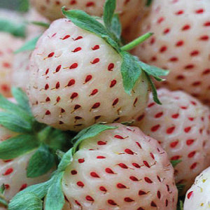 strawberry with seeds sprouting Strawberry white – The Exotic Seed Emporium