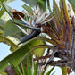 Strelitzia nicolai - Giant White Bird of Paradise