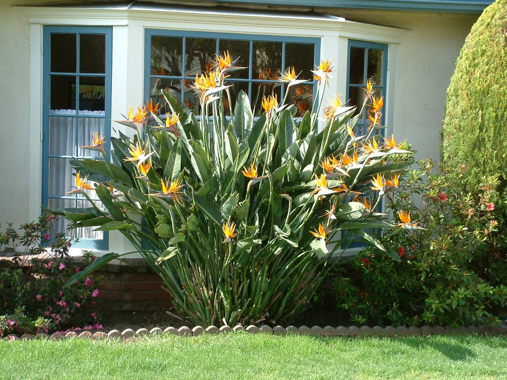 Strelitzia reginae | Bird of Paradise