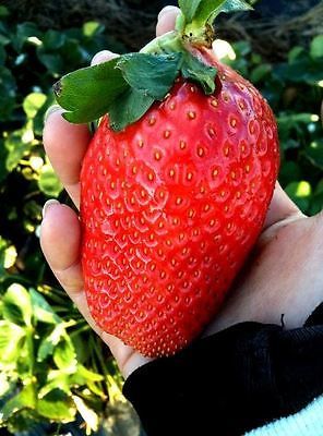 jumbo strawberry seeds Strawberry Giant – The Exotic Seed Emporium