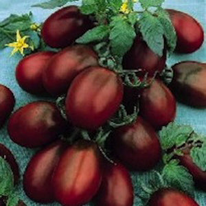 Tomato black Pear