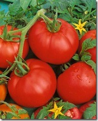 Tomato Bonny Best
