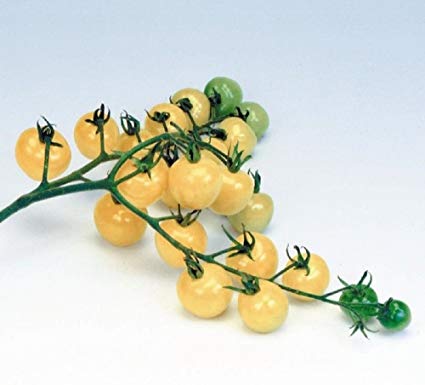 Tomato cherry snowberry