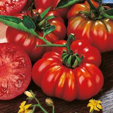 Tomato Costoluto Fiorentino
