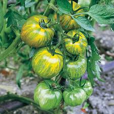 Tomato Green Zebra