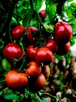 Tomato St Pierre